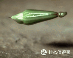 染指甲?凤仙花的色号你还满意吗!