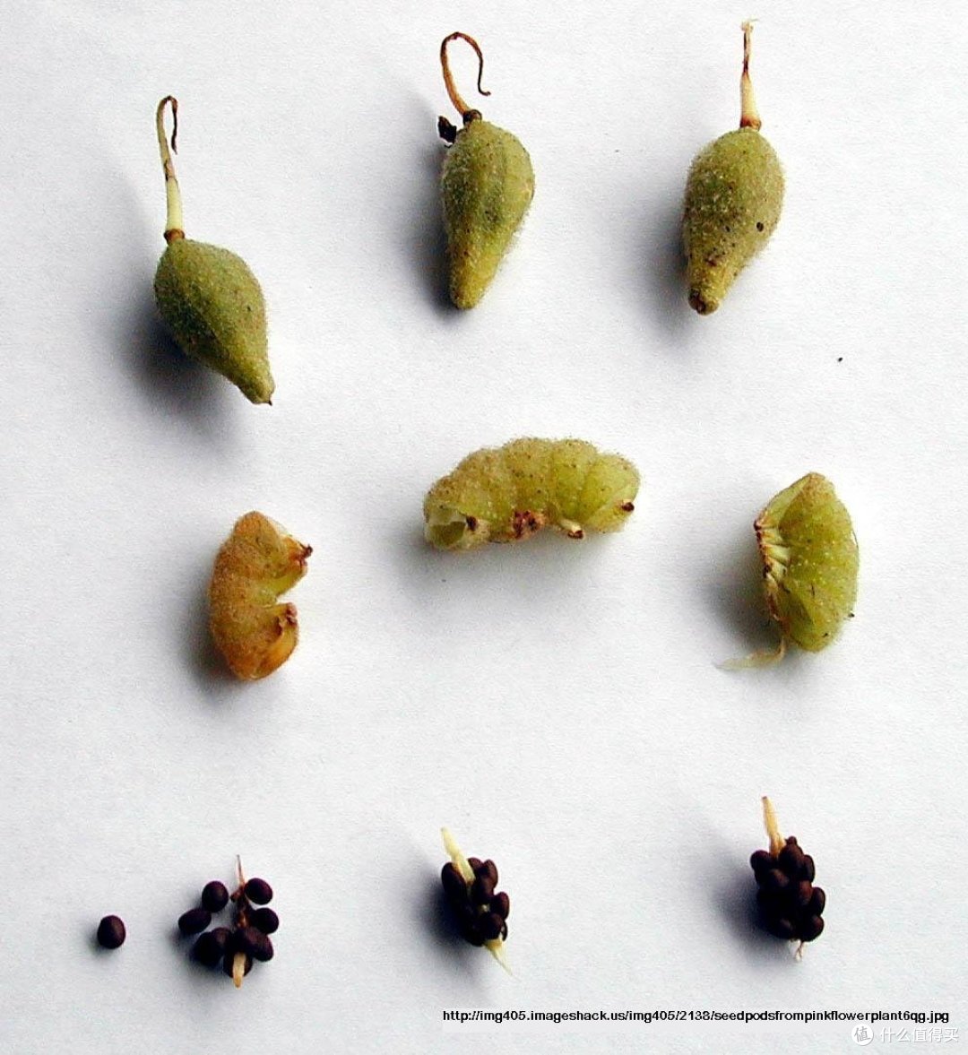 染指甲?凤仙花的色号你还满意吗!