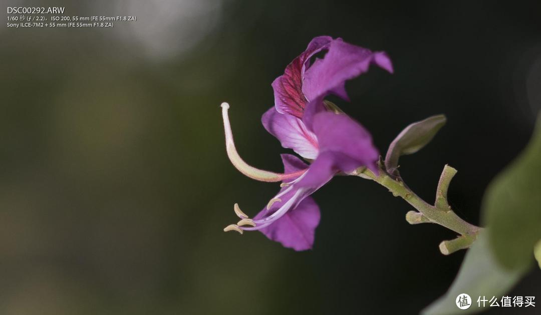 短小精悍的“今日之镜”—Sony 索尼 Sonnar T* FE 55/1.8 ZA