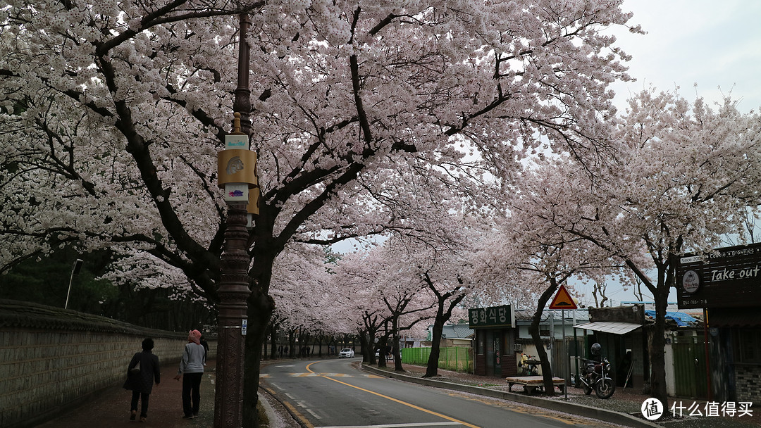 庆州，坟地旁的樱花树