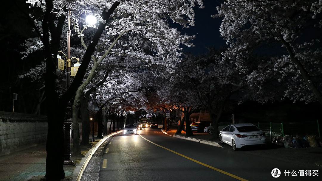 庆州，坟地旁的樱花树