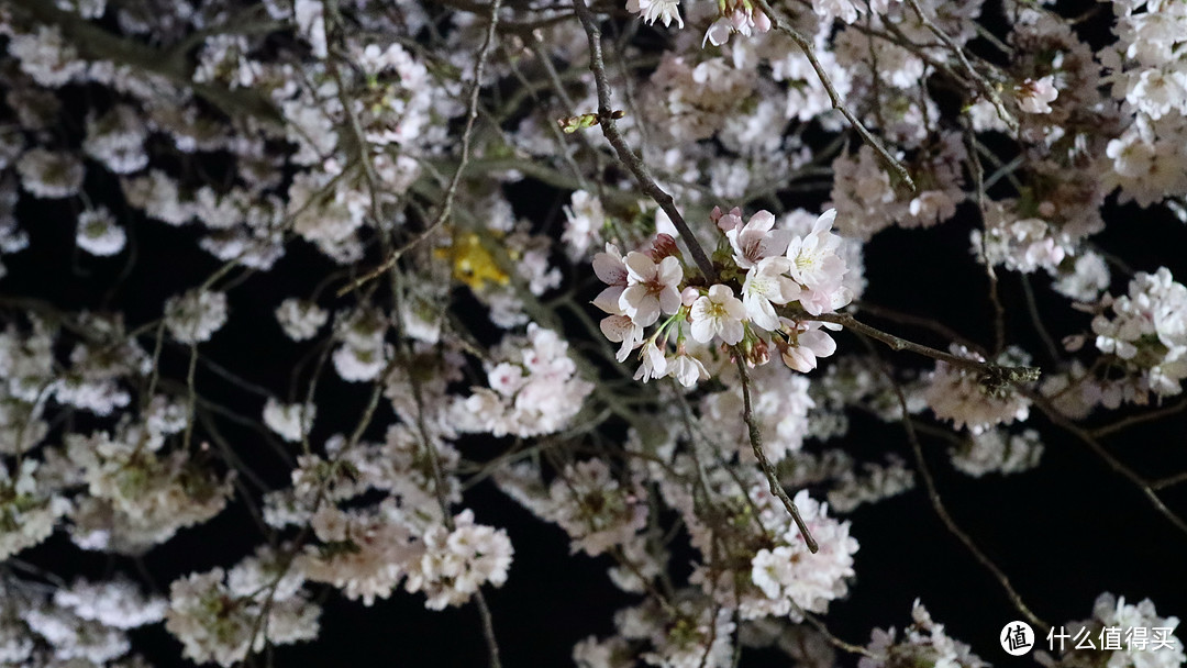 庆州，坟地旁的樱花树