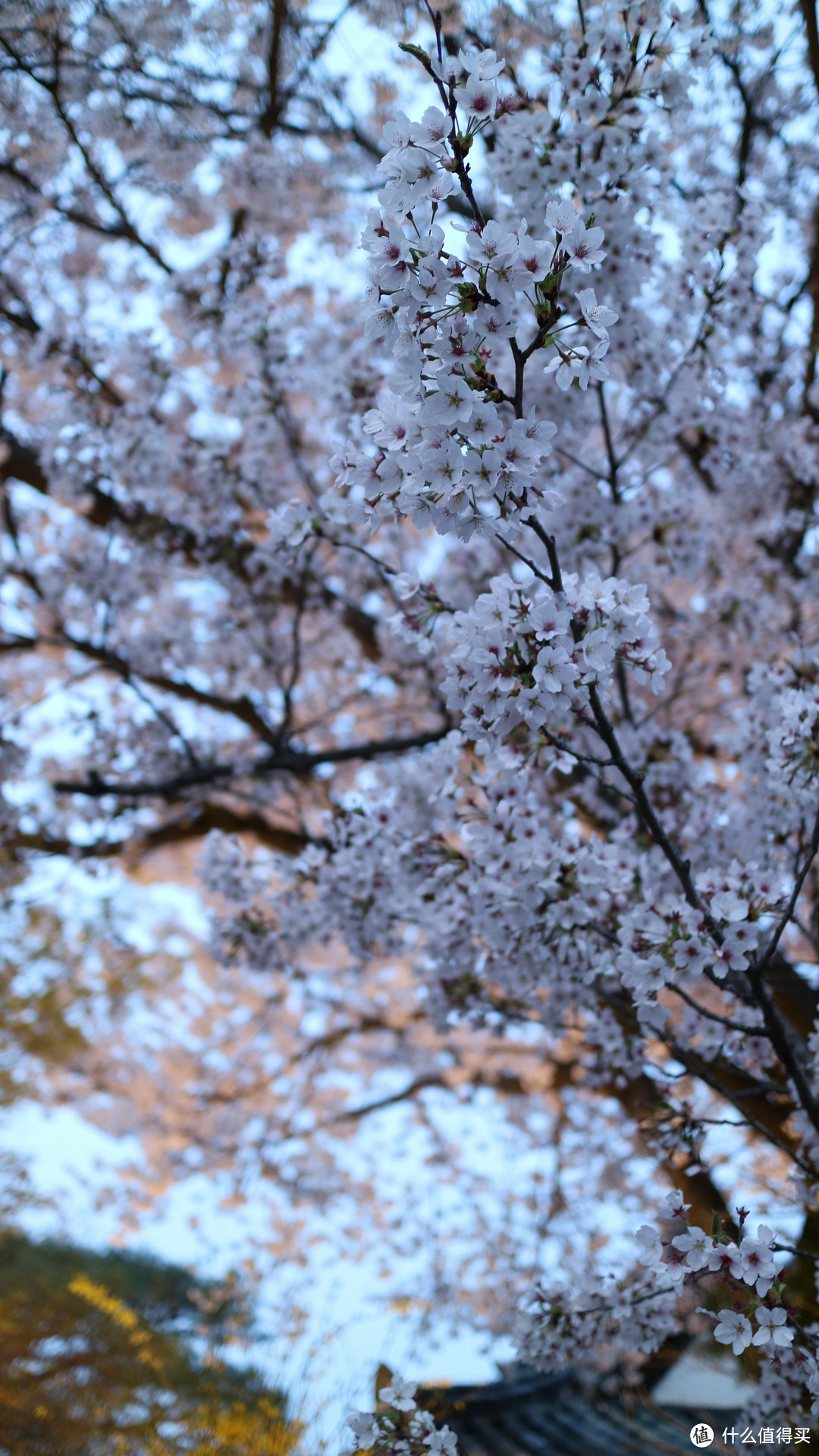 庆州，坟地旁的樱花树