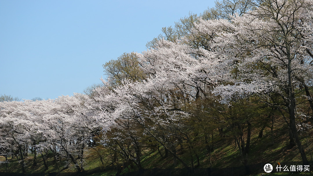 庆州，坟地旁的樱花树