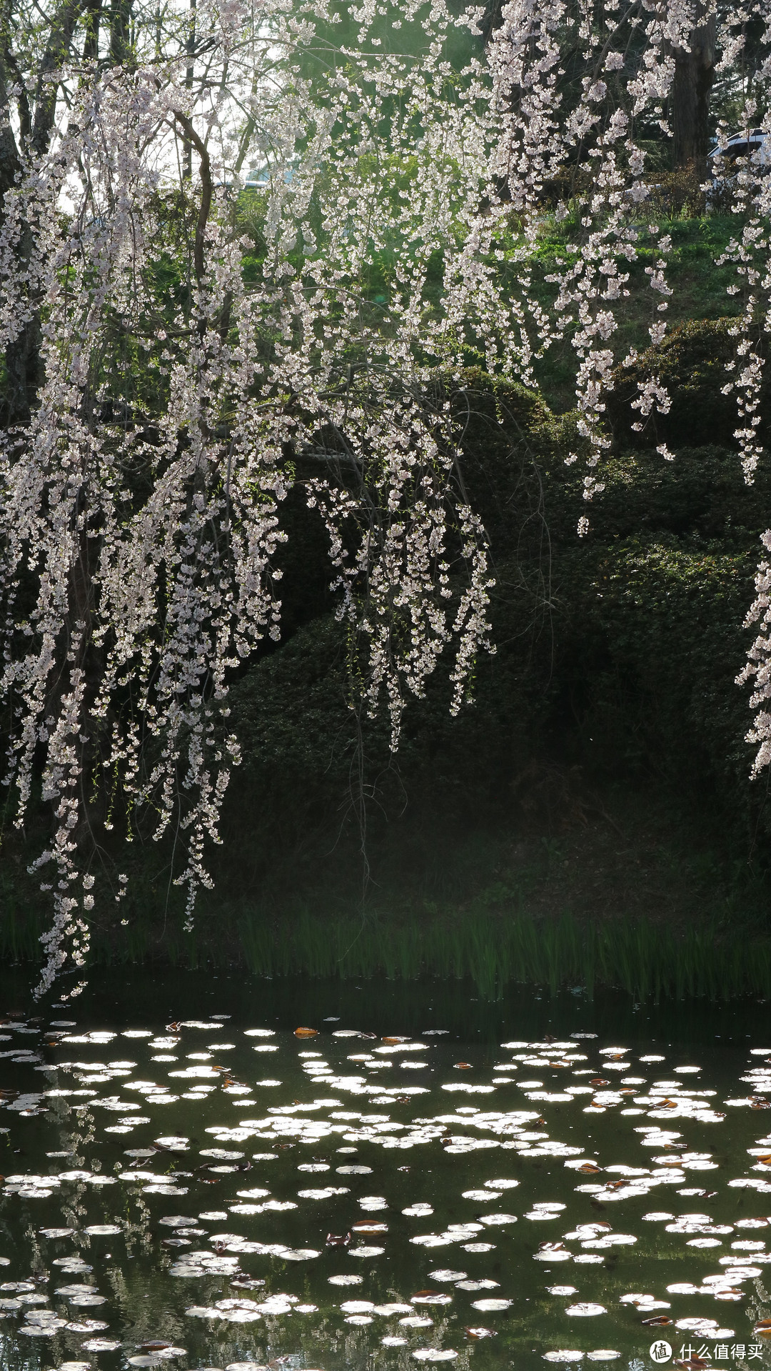 庆州，坟地旁的樱花树