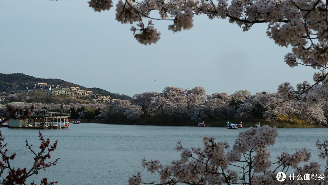 庆州，坟地旁的樱花树