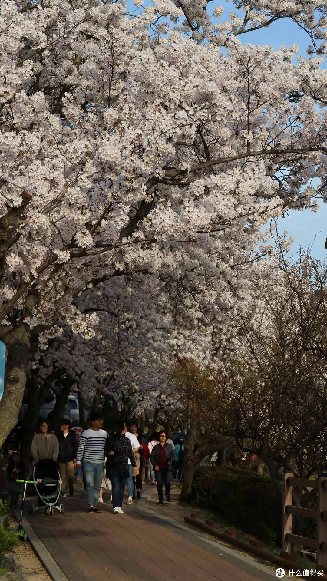 庆州，坟地旁的樱花树