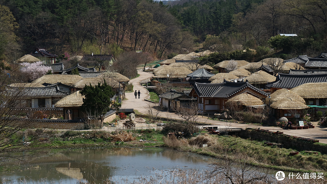 庆州，坟地旁的樱花树