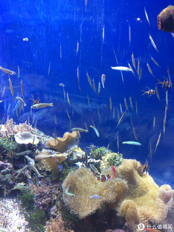 #原创新人#日本名古屋-伊豆半岛-富士山之行