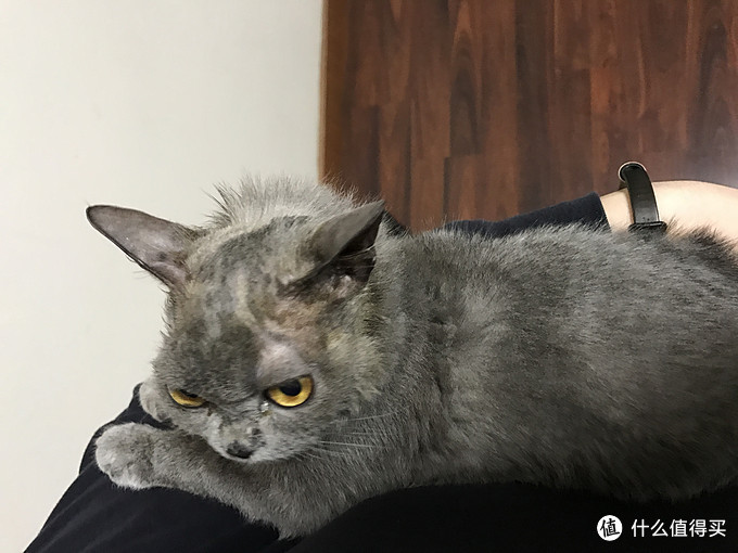 养猫一年心得分享 猫粮以及日常用品推荐 什么值得买