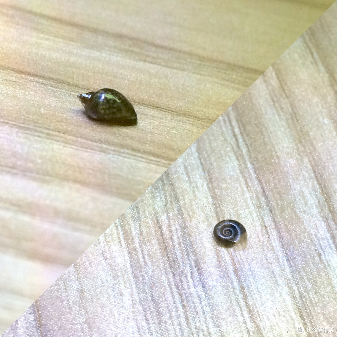 办公室经济水草缸怎么布置 如何制作办公室草缸 什么值得买