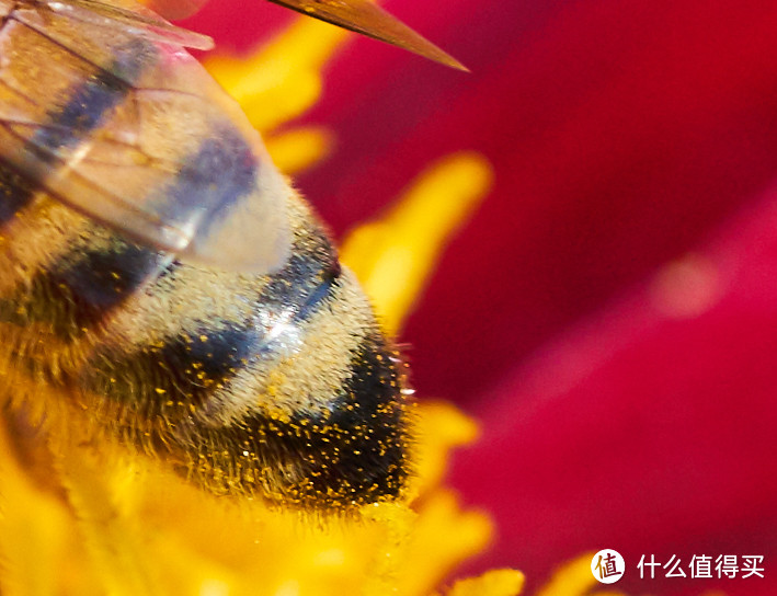 粘在蜜蜂身上绒毛上的花粉清晰可见