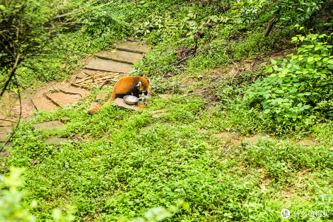 成都瑞吉+成都丽思卡尔顿，附大熊猫繁育研究基地一日游
