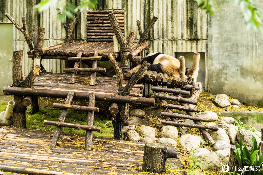 成都瑞吉+成都丽思卡尔顿，附大熊猫繁育研究基地一日游