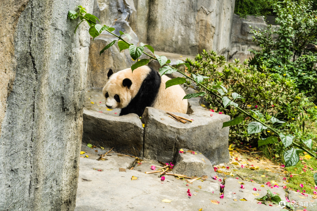 成都瑞吉+成都丽思卡尔顿，附大熊猫繁育研究基地一日游