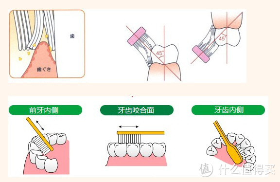 牙好才能胃口好—谈谈我的初阶口腔护理