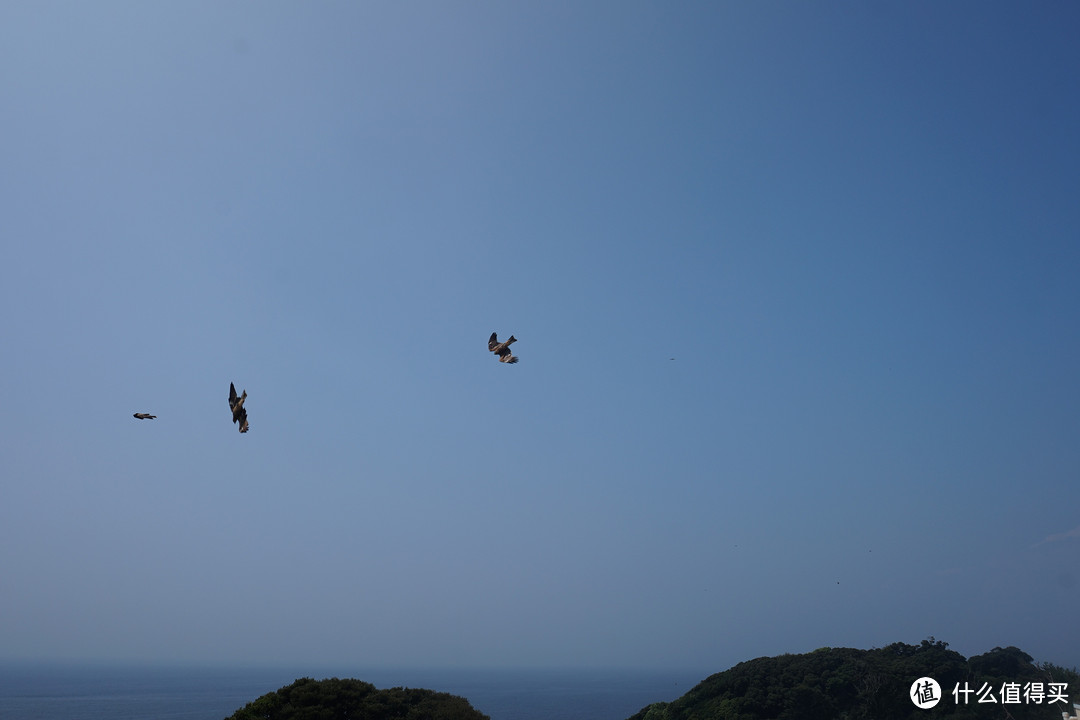 天上很多海鸟