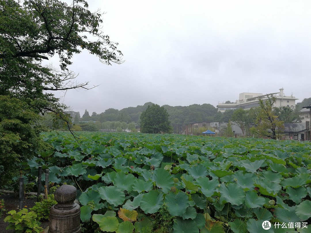 #出游记#一个人的旅行：一个广东吃货的关东地区（东京、箱根、镰仓）7日自由行