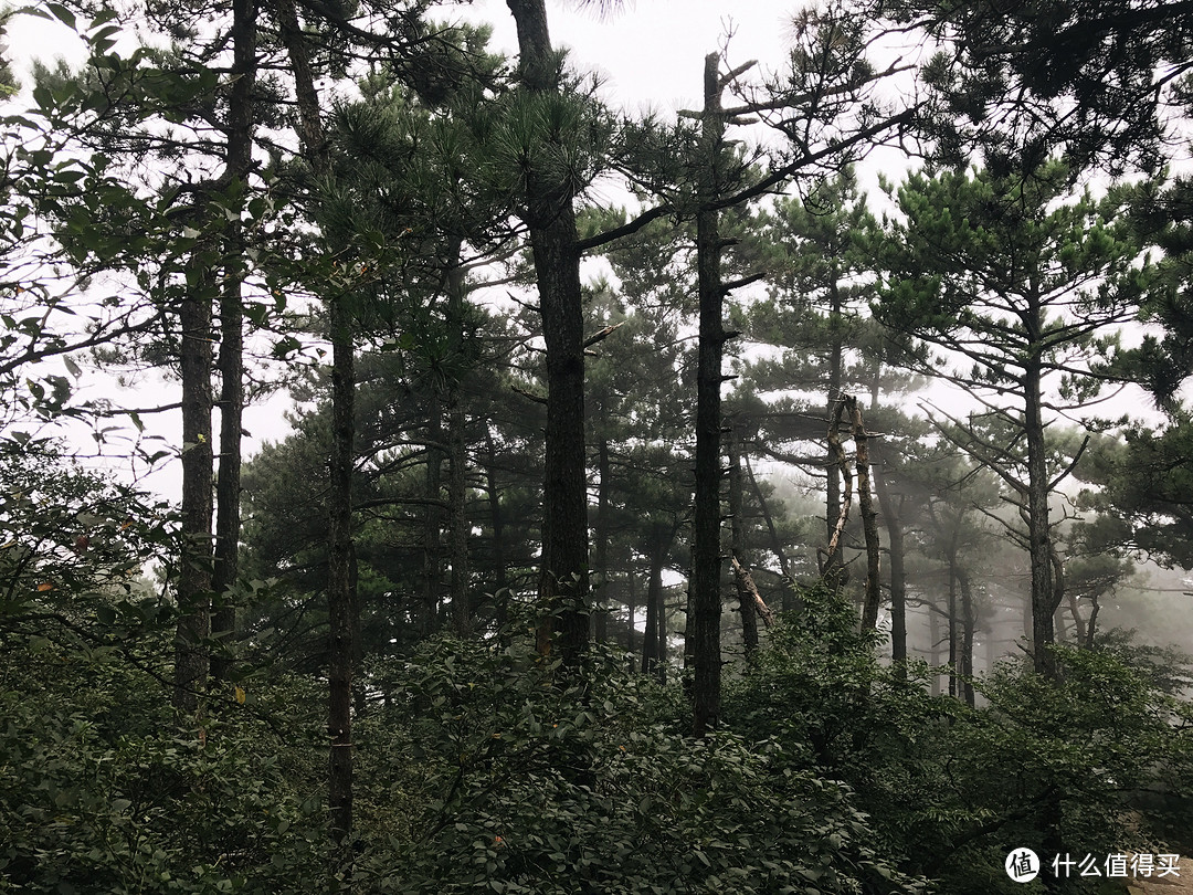 庐山竹影几千秋，云锁高峰水自流，自驾安徽到江西，三天短途旅行记