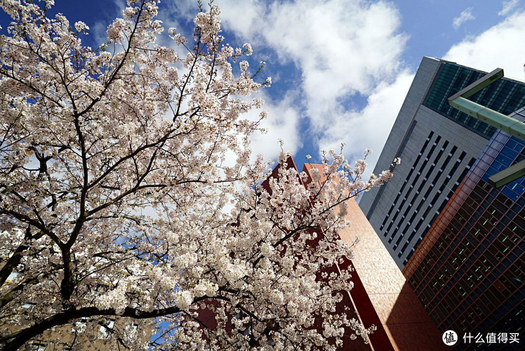 一路寻芳·自东向西15天完整体验日本樱花季（上篇）