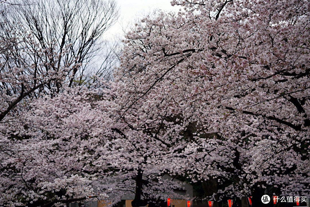 一路寻芳·自东向西15天完整体验日本樱花季（上篇）