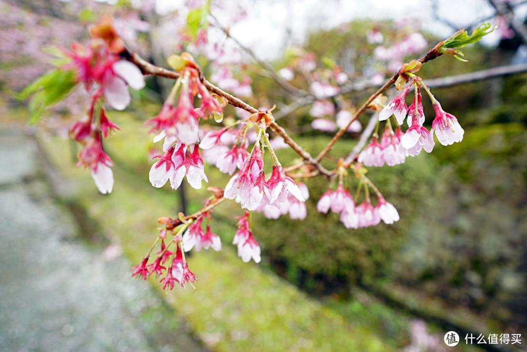 一路寻芳·自东向西15天完整体验日本樱花季（上篇）