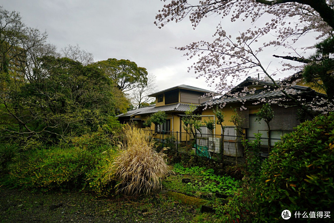 一路寻芳·自东向西15天完整体验日本樱花季（上篇）