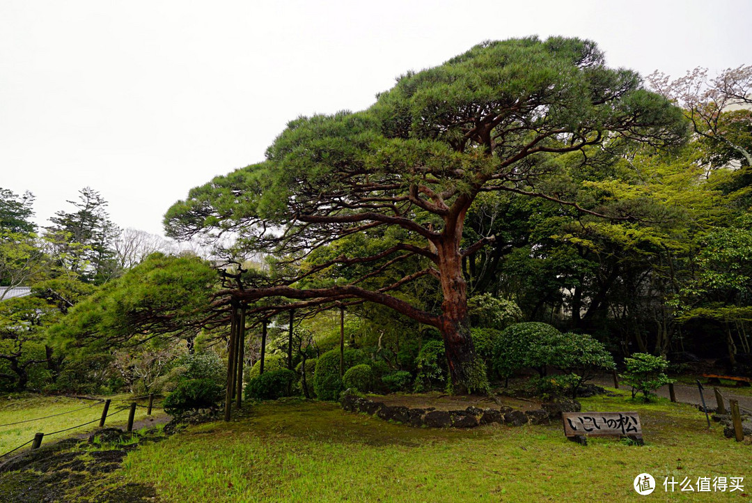 一路寻芳·自东向西15天完整体验日本樱花季（上篇）