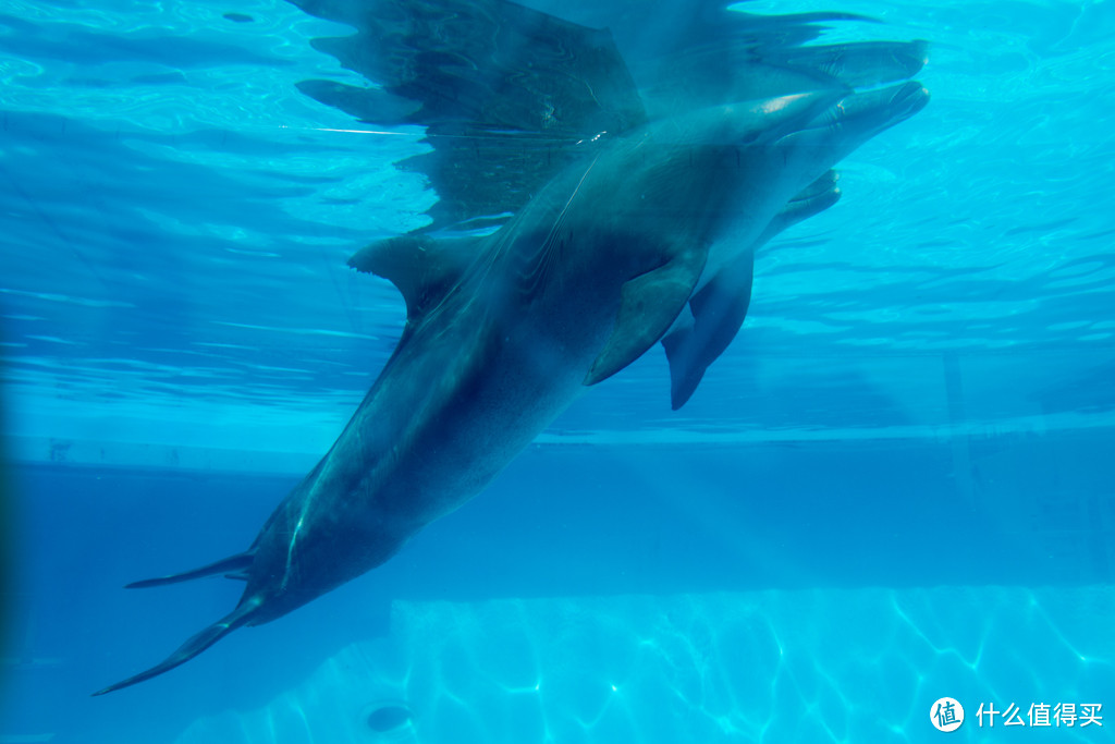 DAY4-5,冲绳水族馆，海中公园，古宇利岛