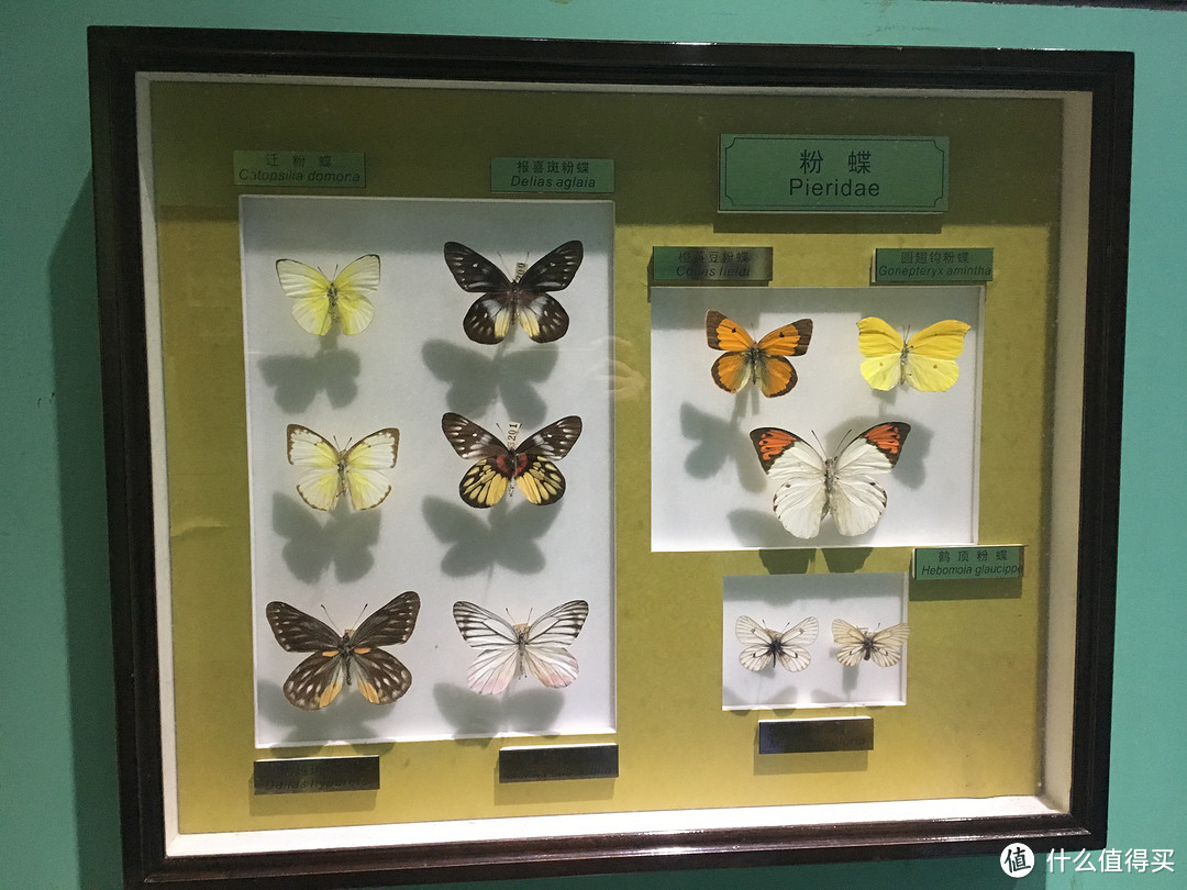 周末的下午一带一，上海昆虫博物馆