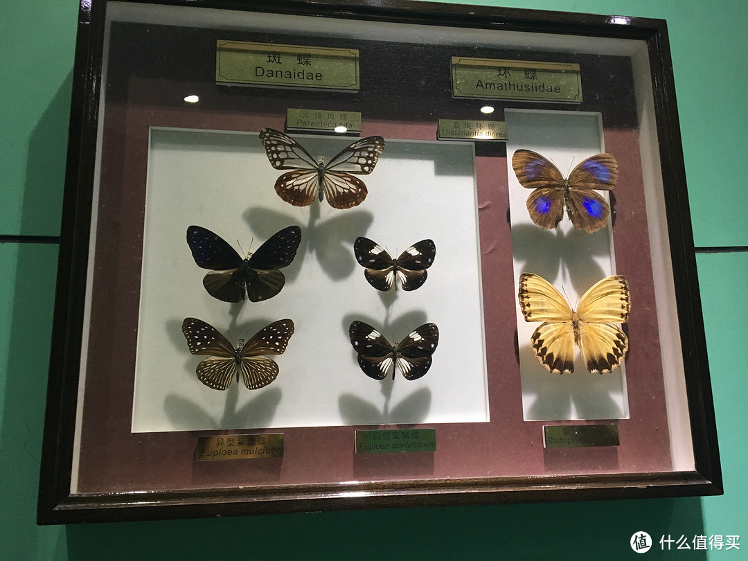 周末的下午一带一，上海昆虫博物馆