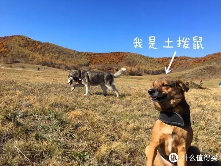 从南京到内蒙古，八天六只狗的奇行记！