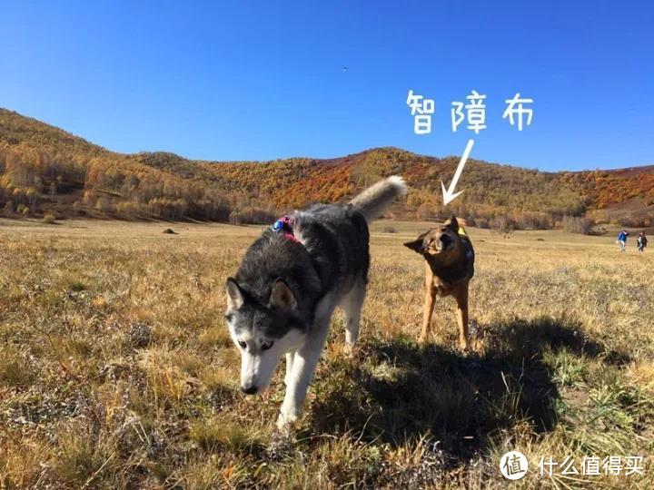 从南京到内蒙古，八天六只狗的奇行记！