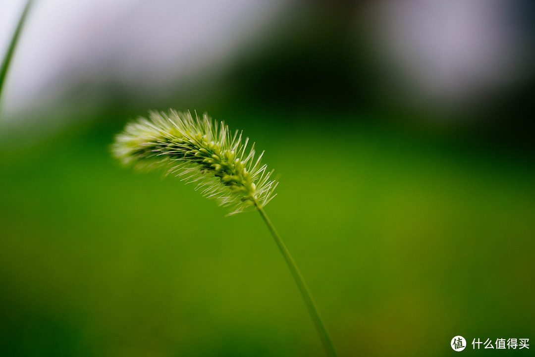 紫霞仙子，再也不会错过你了—TAMRON 腾龙 35mm1.8 Di VC 镜头 开箱