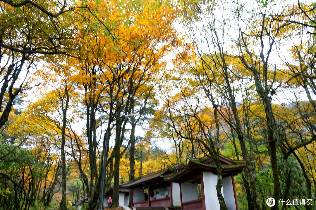 秋意浓，一起来看峨眉360°无死角美颜——记峨眉山两日游