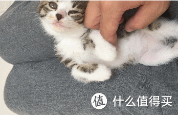 不小心拣了一只喵 — 论不要随便捡喵的重要性(续)