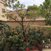 苹果 iPhone X 手机使用体验(操作|界面)