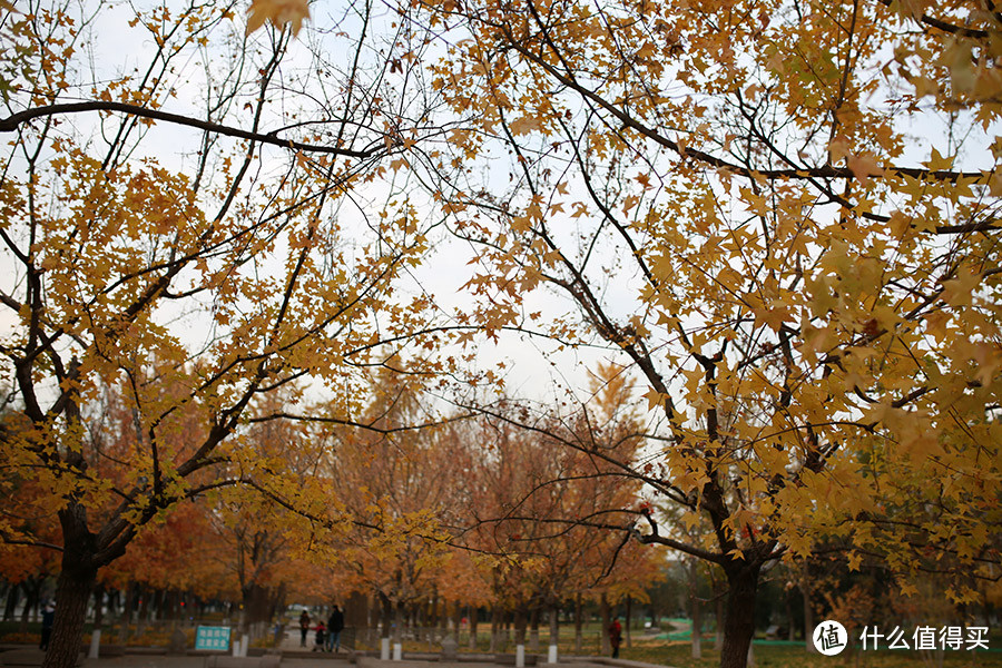 #原创新人#美景需实时记录：北京秋天的独特色彩
