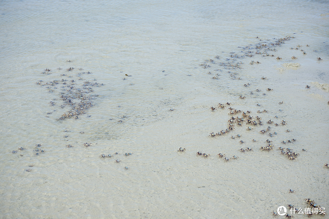 沙滩上有很多很多...密密麻麻的小螃蟹！看久了有点恶心，哈哈哈