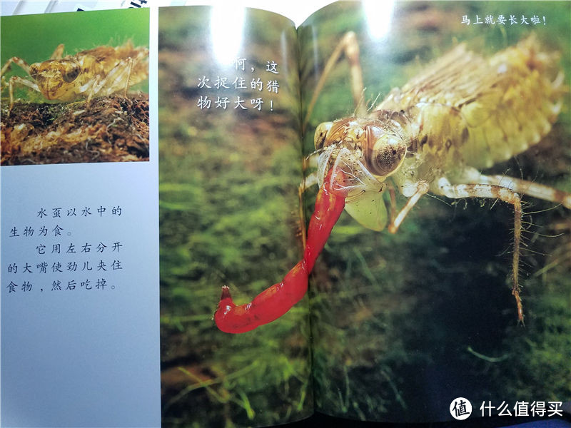 #晒单大赛#英文从娃娃抓起:培生幼儿启蒙英语Level A晒单 / 附其他双11入手的儿童读物)