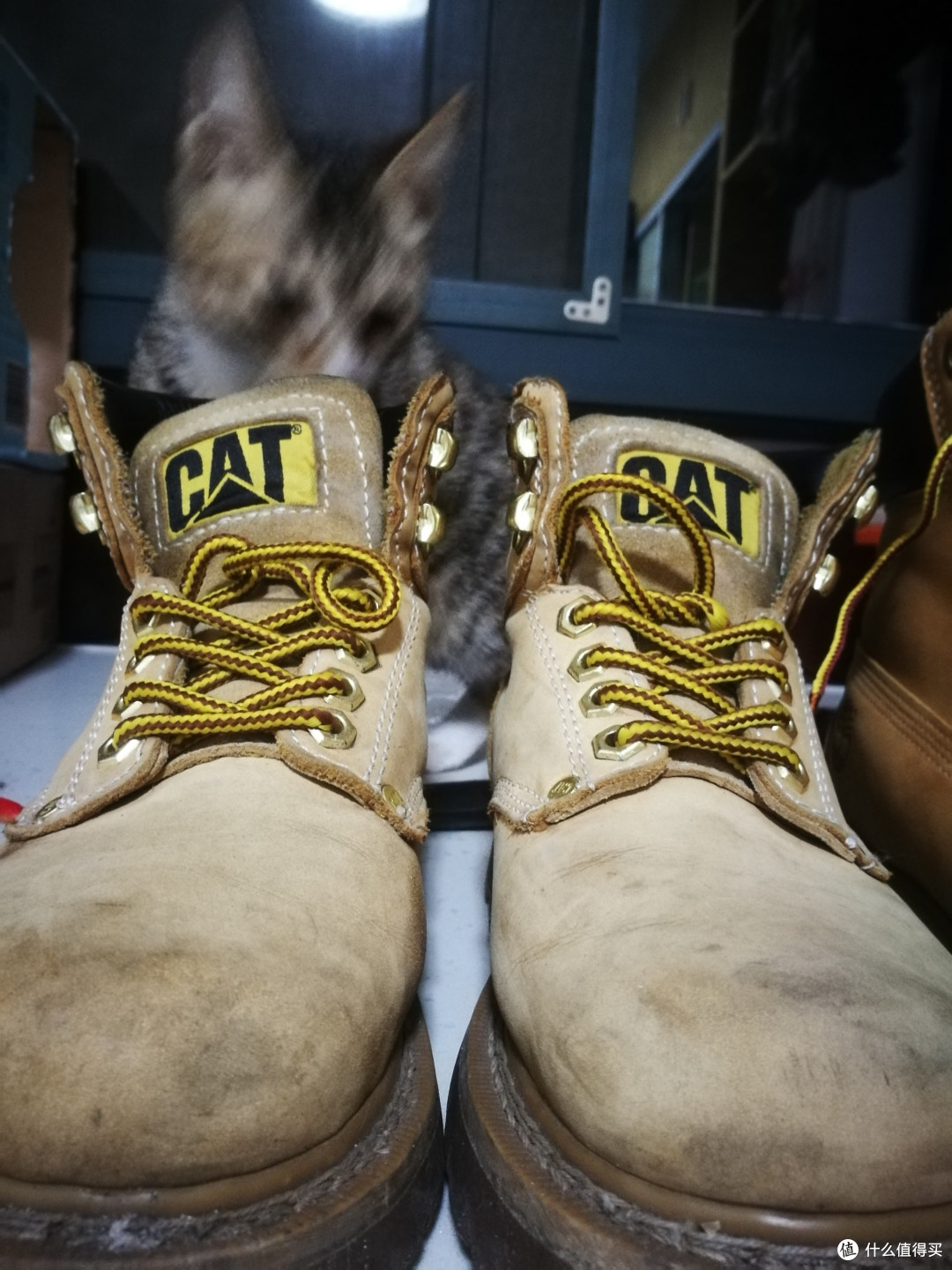 #原创新人#Timberland 6717b 开箱与Cat对比