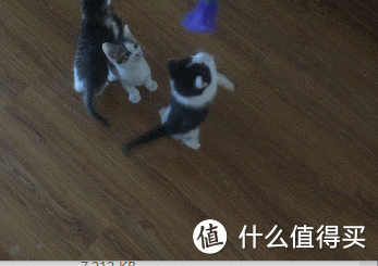 不小心拣了一只喵 — 论不要随便捡喵的重要性(续)