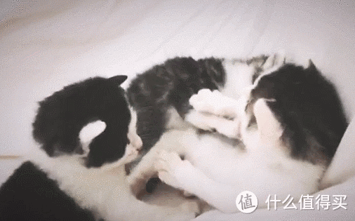 不小心拣了一只喵 — 论不要随便捡喵的重要性(续)