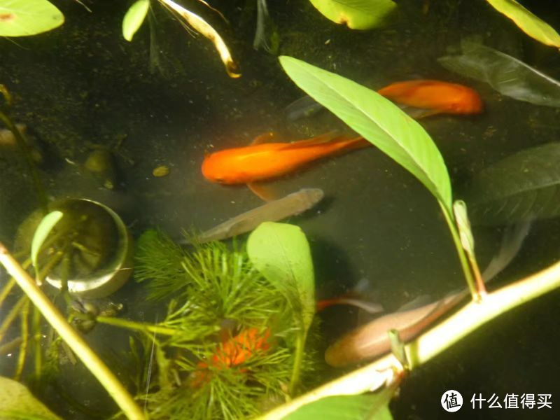 家庭水池養魚攻略|怎麼打造原生態環境養魚_什麼值得買