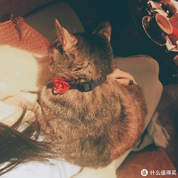 口红试色手机拍摄ysl镜面唇釉5口红试色—一支让猫欲罢不能的口红