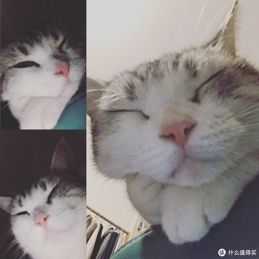 #原创新人#皮皮猫，我们走