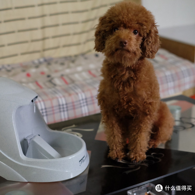 贝适安®Drinkwell*铂金版宠物喷泉饮水器