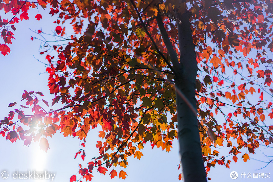 #晒单大赛#割肾不割草也要入的“刀锐奶化”—SONY 索尼 Sonnar T* FE 55mm F1.8 ZA 镜头 评测