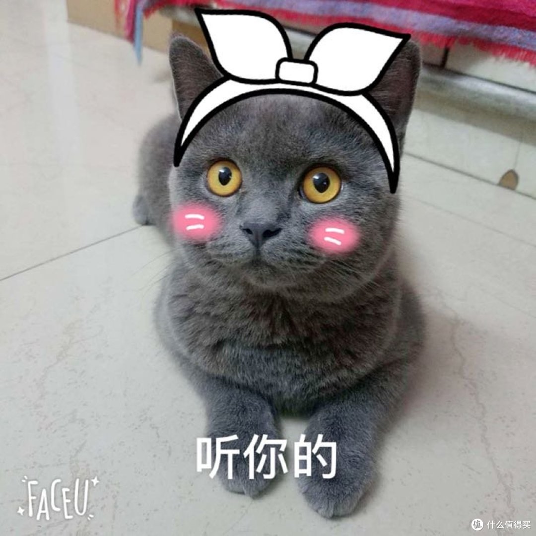 #原创新人#原来猫咪这么萌