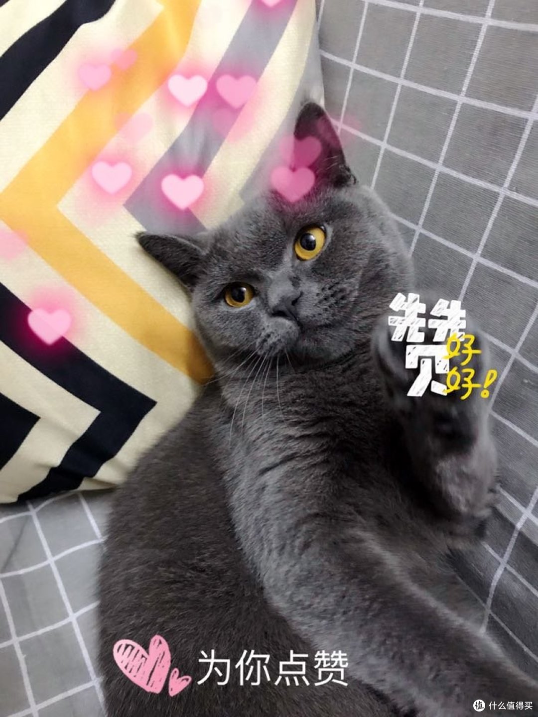 #原创新人#原来猫咪这么萌
